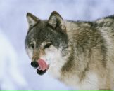 Андрій Поліщук фотография #17 (источник - https://vk.com/id178384517)