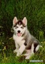 Ангеліна :) фотография #35 (источник - https://vk.com/id135170888)