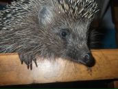 Фотография Сергеева Сергея