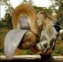 Сергій Назаренко фотография #11 (источник - https://vk.com/id26848451)