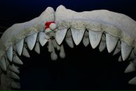 Фотография Черновой Доминики