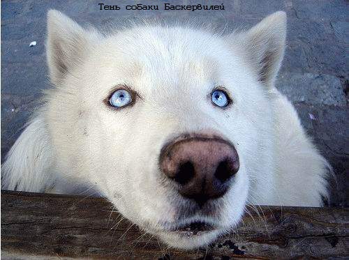 №6, Али Күжүгет, Кызыл, Россия №6, Али Күжүгет, Кызыл, Россия