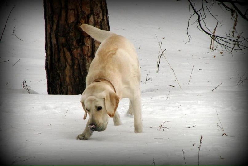 Клайд Собакин фотография #42