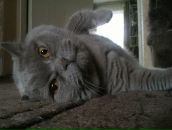 Deniz True фотография #18 (источник - https://vk.com/id595884)