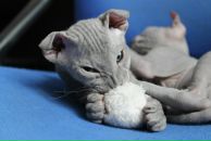 Фотография Дорониной Вероники