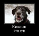 Василь Пиріг фотография #4 (источник - https://vk.com/id148518703)