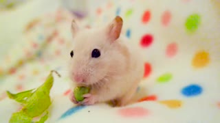 ♥ Хомяк ест фасоль ♥