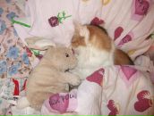 Фотография Скошечки Анастасии