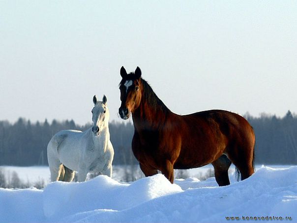 Алмаз Жеребец фото №4