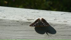 Фотография Т Олег