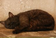 Фотография Воронцовой Виктории