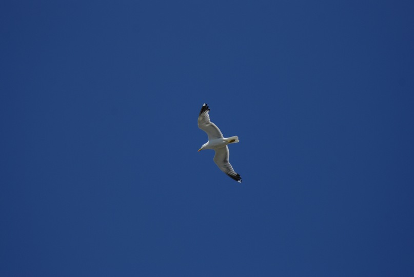 Оля Седина фотография #38