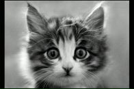 Фотография Куркубет Наташи