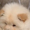 Василь Дмитрів фотография #38 (источник - https://vk.com/id98013424)