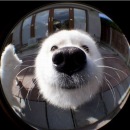 Фотография Prem Aseema