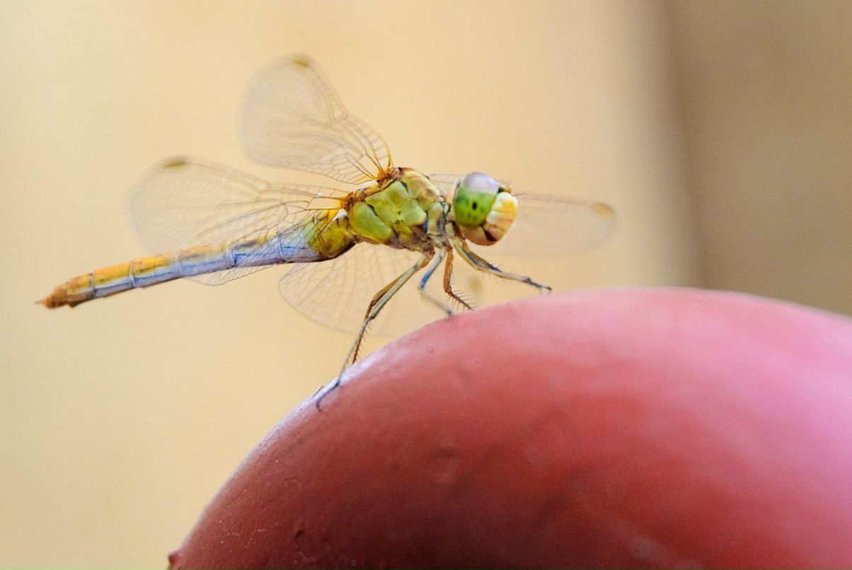 Max Bess фотография #35