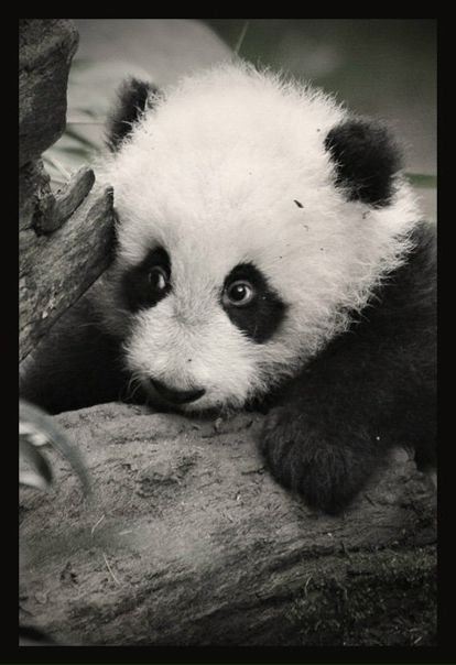 Андрей Сладков фото №5