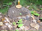 Фотография Дурмановой Светланы