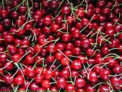 Фотография Пигулевской Ольги