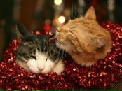 Фотография Щечкибастеньки Настеньки