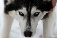 Фотография Сапожникова Александра