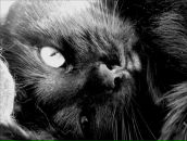 Фотография Кудрявцева Сергея