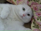 Фотография Пшеничниковой Аллы