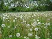 Оля Павліченко фотография #21 (источник - https://vk.com/id80105642)