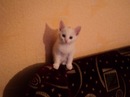 Наталія Черваток фотография #43 (источник - https://vk.com/id142432282)
