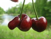 Фотография Агеенковой Ольги